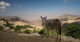 Naturreservat Dana